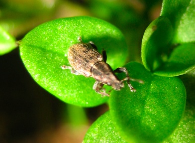 Carabide e Curculionidi